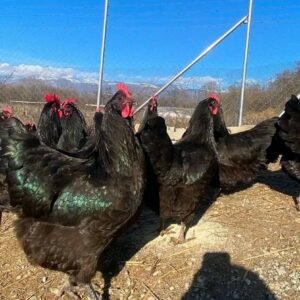 Australorp Chickens