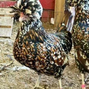Serema Bantams