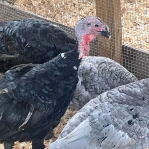 Spanish turkeys