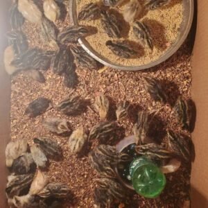 Quails jumbo Curtonix