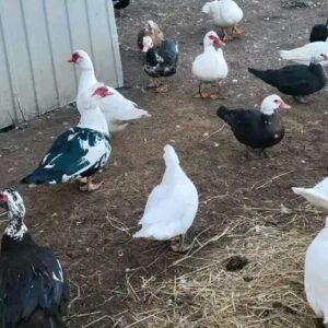 Muscovy Ducks