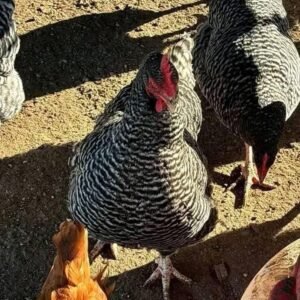 Barred Rocks