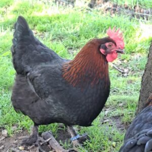 Black copper marans