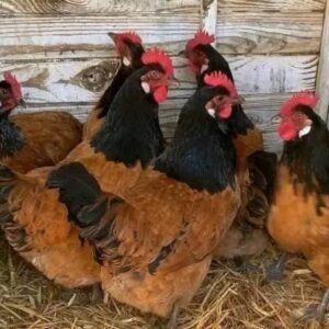 Golden Laced Wyandottes